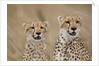 Cheetahs in tall grass by Anonymous