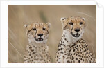 Cheetahs in tall grass by Anonymous