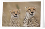 Cheetahs in tall grass by Anonymous