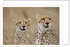 Cheetahs in tall grass by Anonymous