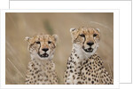Cheetahs in tall grass by Anonymous
