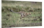 Adolescent Cheetah cub running in Masai Mara National Reserve by Anonymous