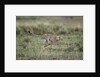Adolescent Cheetah cub running in Masai Mara National Reserve by Anonymous