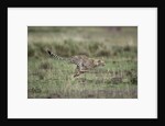 Adolescent Cheetah cub running in Masai Mara National Reserve by Anonymous