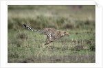 Adolescent Cheetah cub running in Masai Mara National Reserve by Anonymous
