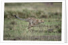 Adolescent Cheetah cub running in Masai Mara National Reserve by Anonymous