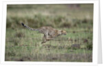 Adolescent Cheetah cub running in Masai Mara National Reserve by Anonymous