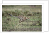 Adolescent Cheetah cub running in Masai Mara National Reserve by Anonymous