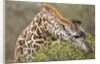 Giraffe feeding on bush in Masai Mara National Reserve by Anonymous