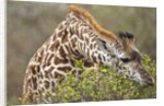 Giraffe feeding on bush in Masai Mara National Reserve by Anonymous