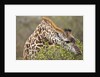 Giraffe feeding on bush in Masai Mara National Reserve by Anonymous