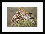 Giraffe feeding on bush in Masai Mara National Reserve by Anonymous