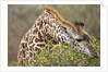 Giraffe feeding on bush in Masai Mara National Reserve by Anonymous