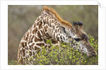 Giraffe feeding on bush in Masai Mara National Reserve by Anonymous