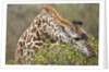 Giraffe feeding on bush in Masai Mara National Reserve by Anonymous