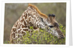 Giraffe feeding on bush in Masai Mara National Reserve by Anonymous