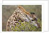 Giraffe feeding on bush in Masai Mara National Reserve by Anonymous