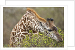 Giraffe feeding on bush in Masai Mara National Reserve by Anonymous