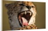Cheetah yawning by Anonymous