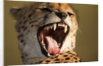 Cheetah yawning by Anonymous