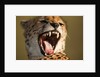 Cheetah yawning by Anonymous