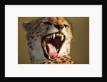 Cheetah yawning by Anonymous