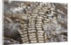 Back of Nile Crocodile in Mara River by Anonymous