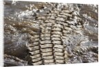 Back of Nile Crocodile in Mara River by Anonymous