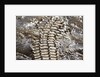 Back of Nile Crocodile in Mara River by Anonymous