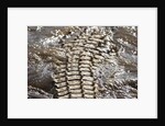 Back of Nile Crocodile in Mara River by Anonymous