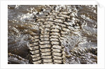 Back of Nile Crocodile in Mara River by Anonymous