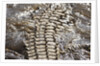 Back of Nile Crocodile in Mara River by Anonymous