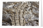 Back of Nile Crocodile in Mara River by Anonymous