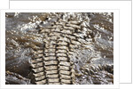 Back of Nile Crocodile in Mara River by Anonymous