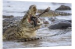 Nile crocodiles feeding on Wildebeest kill by Anonymous