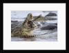 Nile crocodiles feeding on Wildebeest kill by Anonymous