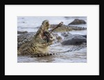 Nile crocodiles feeding on Wildebeest kill by Anonymous