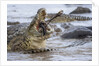 Nile crocodiles feeding on Wildebeest kill by Anonymous