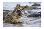 Nile crocodiles feeding on Wildebeest kill by Anonymous