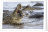 Nile crocodiles feeding on Wildebeest kill by Anonymous