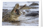 Nile crocodiles feeding on Wildebeest kill by Anonymous