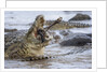 Nile crocodiles feeding on Wildebeest kill by Anonymous