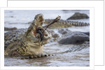 Nile crocodiles feeding on Wildebeest kill by Anonymous