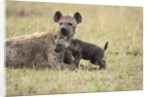 Spotted hyena and pup by Anonymous