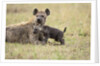 Spotted hyena and pup by Anonymous