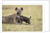 Spotted hyena and pup by Anonymous