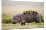 Hippopotomaus walking on savanna with water plants on it's back by Anonymous