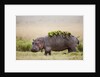 Hippopotomaus walking on savanna with water plants on it's back by Anonymous