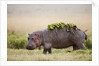 Hippopotomaus walking on savanna with water plants on it's back by Anonymous
