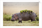 Hippopotomaus walking on savanna with water plants on it's back by Anonymous